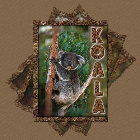 Koala Header